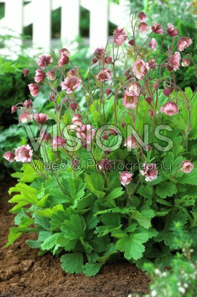 Geum Pink Frills Geum Pink Frills