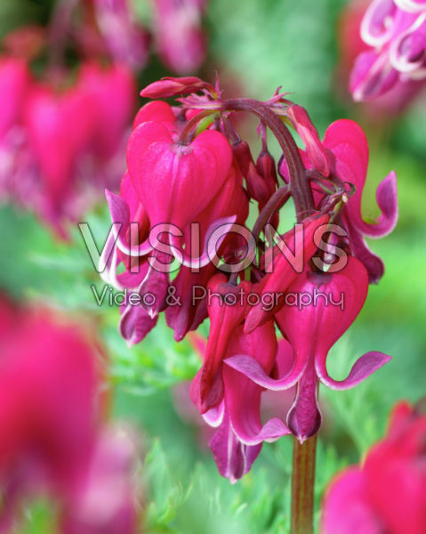 Dicentra Red Fountain Dicentra Red Fountain