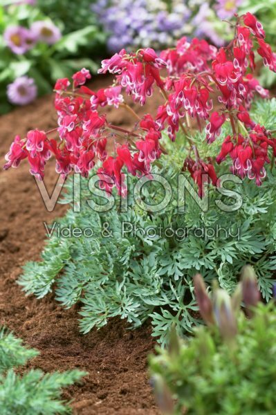Dicentra Burning Hearts Dicentra Burning Hearts