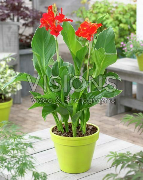 Canna indica Madeira Canna indica Madeira