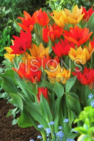 Tulipa praestans mixed