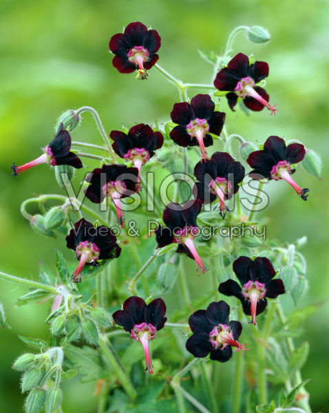 Geranium sinense Geranium sinense