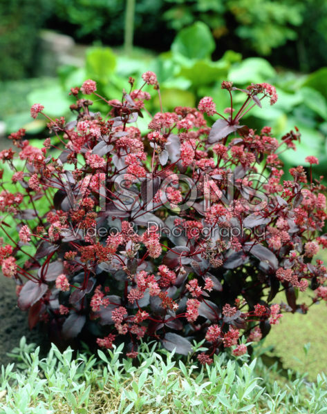 Sedum telephium Bon Bon Sedum telephium Bon Bon