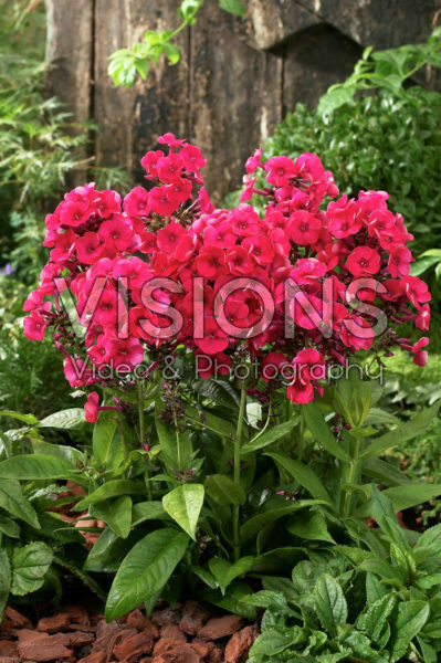 Phlox Grenadine Dream Phlox Grenadine Dream