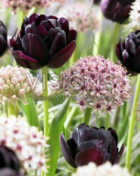 Allium Silver Spring, Tulipa Black Hero®