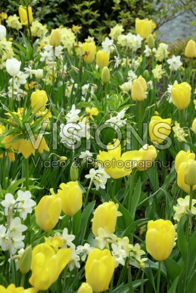 Spring border white-yellow