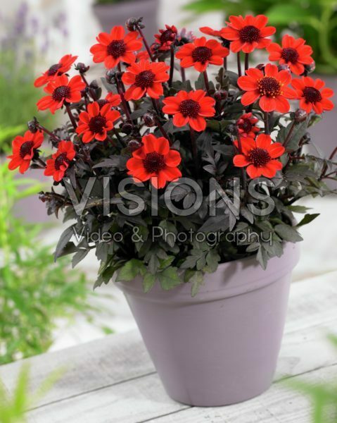 Dahlia Pulp Fiction® Dahlia Pulp Fiction®