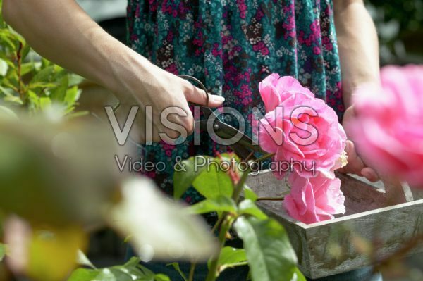 Woman cutting rose