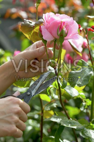 Hands cutting rose