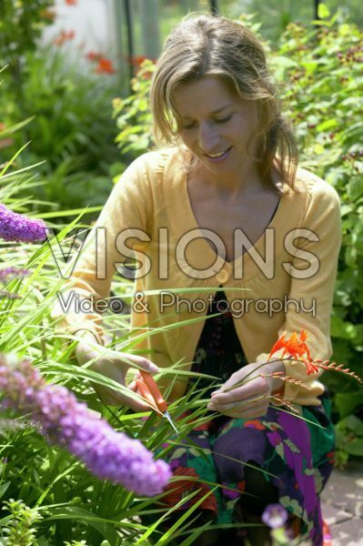 Woman cutting Montbretia flower