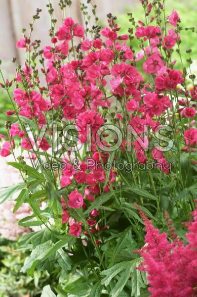 Sidalcea Rose Bouquet Sidalcea Rose Bouquet