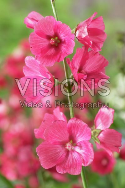 Sidalcea Rose Bouquet Sidalcea Rose Bouquet