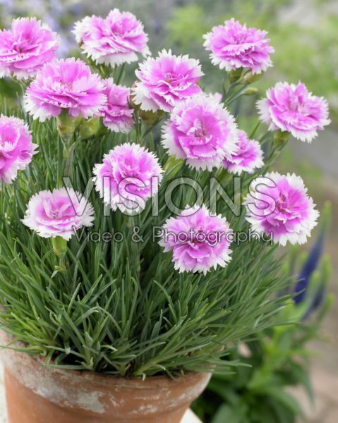 Dianthus Iced Gem Dianthus Iced Gem