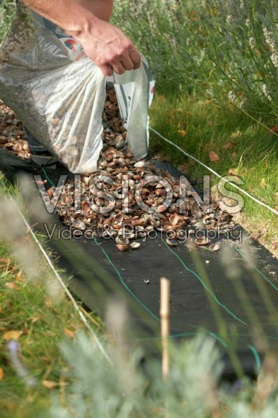 Placing shells for garden path