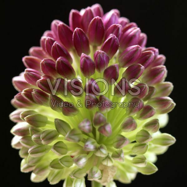 Up Close serie: Allium sphaerocephalon