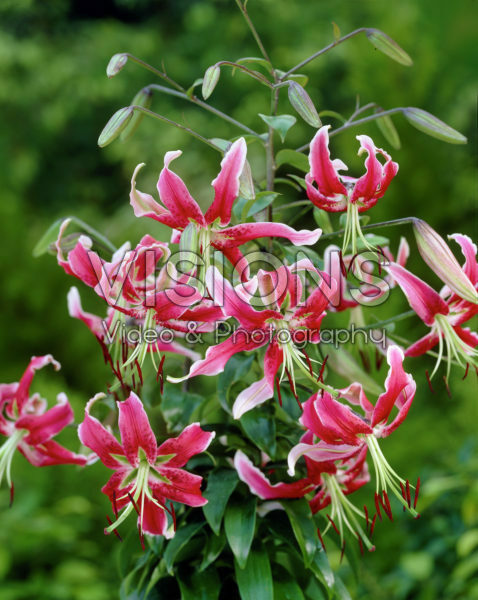 Lilium Black Beauty Lilium Black Beauty