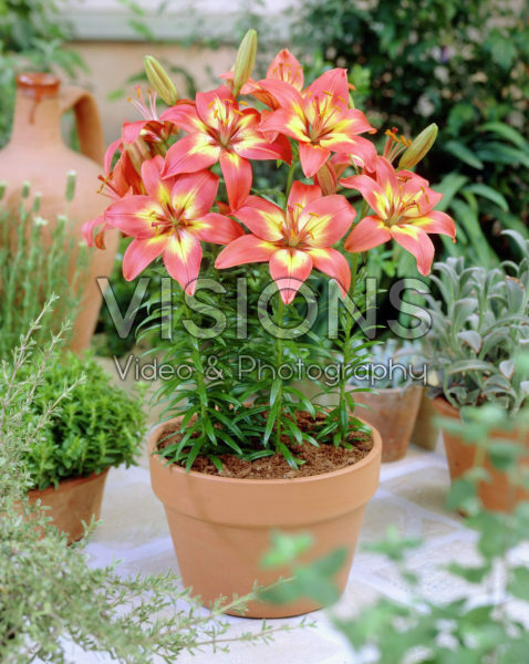 Lilium Forever Linda Lilium Forever Linda