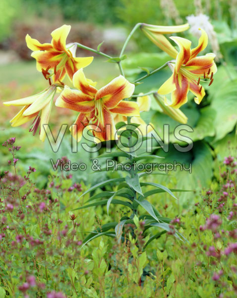 Lilium Robert Swanson Lilium Robert Swanson