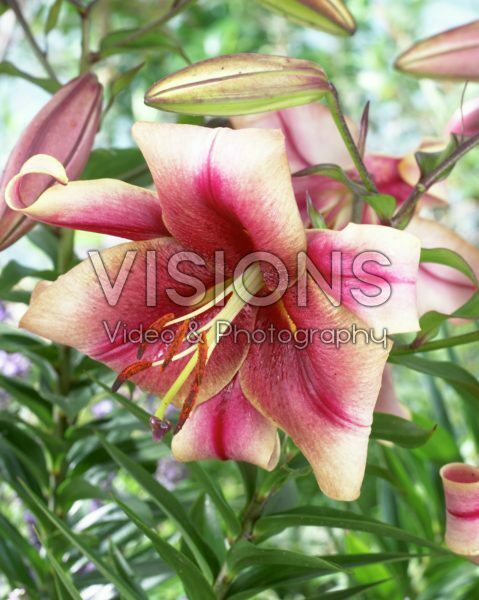 Lilium pink Lilium pink