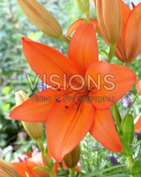 Lilium Oranje Ton