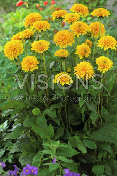 Helianthus decapetalus Loddon Gold Helianthus decapetalus Loddon Gold