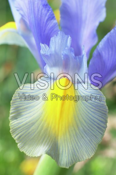 Iris Mystic Beauty