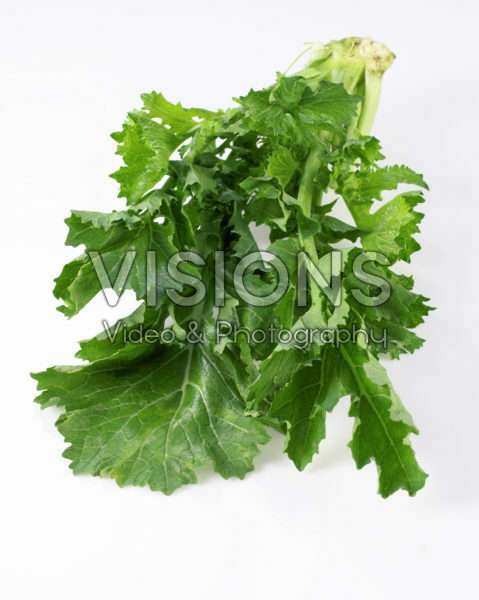Bright White serie: Brassica rapa var. cymosa Bright White serie: Brassica rapa var. cymosa