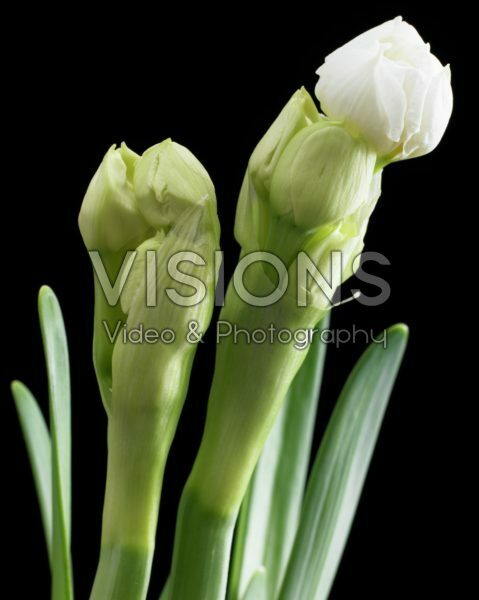 Beautiful Black serie: Narcissus Bridal Crown