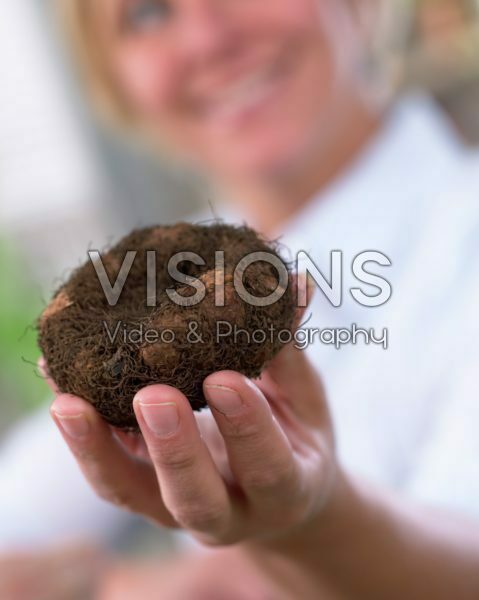 Woman holding begonia tuber