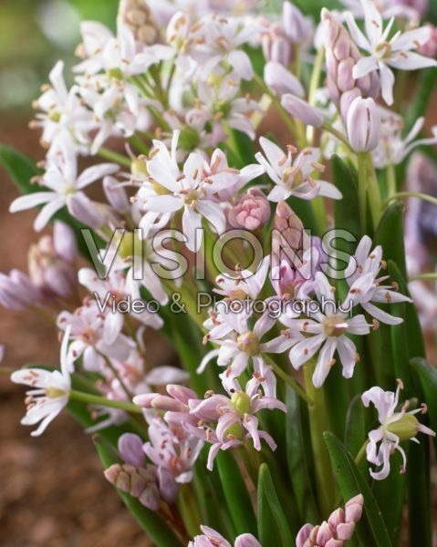 Scilla bifolia rosea Scilla bifolia rosea
