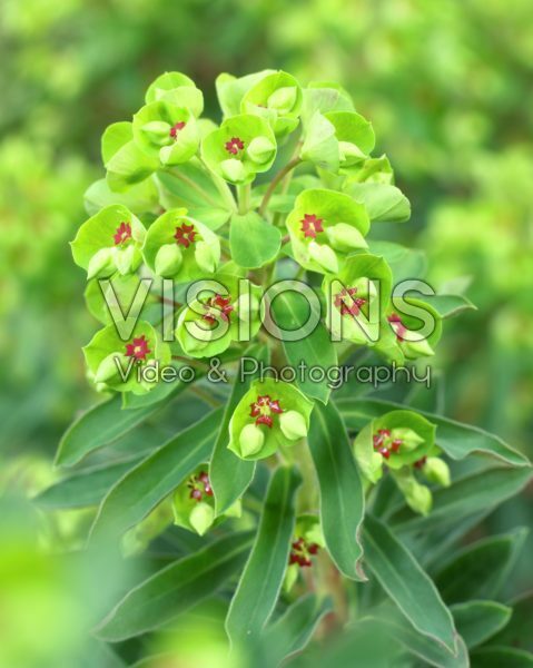 Euphorbia x martini Baby Charm