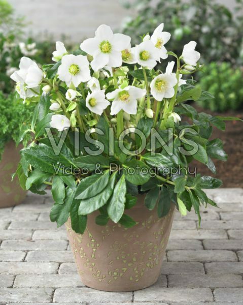 Helleborus niger