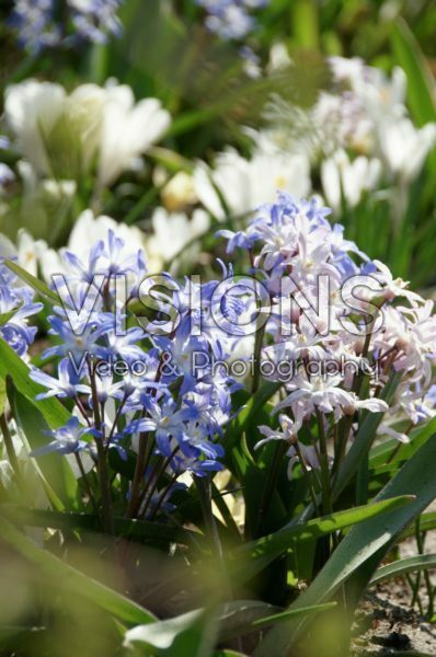 Chionodoxa mixed Chionodoxa mixed