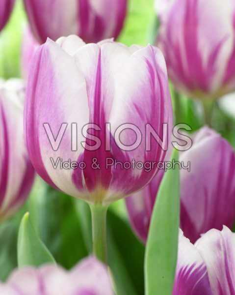 Tulipa Flaming Flag Tulipa Flaming Flag