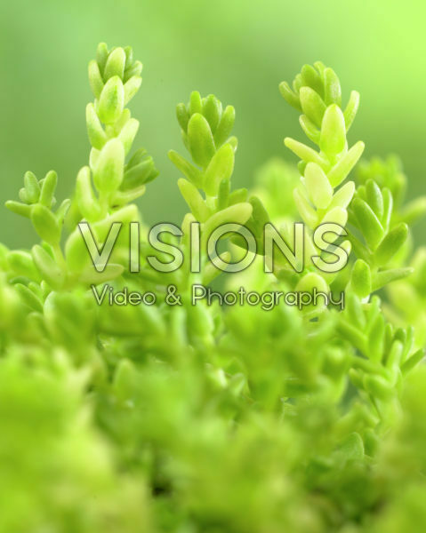 Sedum acre Elegans Sedum acre Elegans