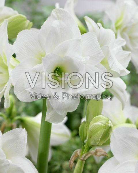 Hippeastrum Alasca ® Hippeastrum Alasca ®