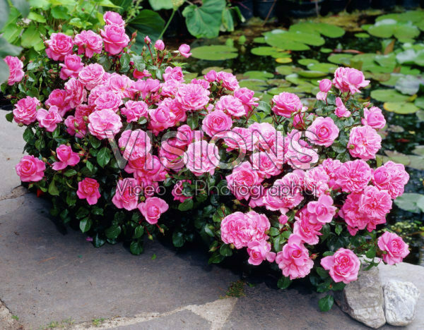 Rosa Berleburg