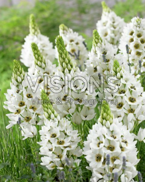Ornithogalum White Giant Ornithogalum White Giant
