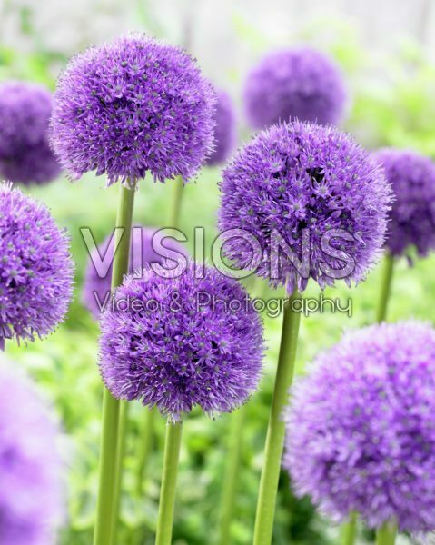 Allium His Excellency