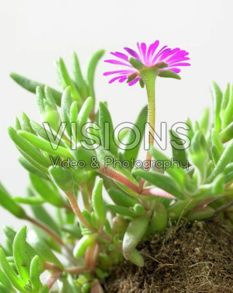 Sedum deleosperma Sedum deleosperma