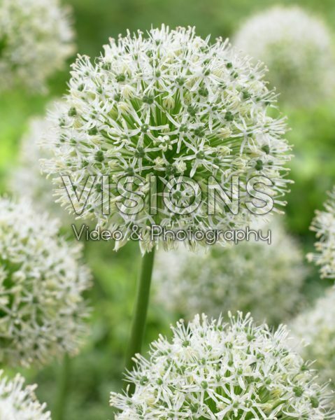 Allium Mount Everest Allium Mount Everest
