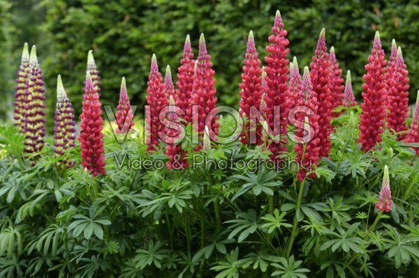 Lupinus Red RumĀ® Lupinus Red RumĀ®