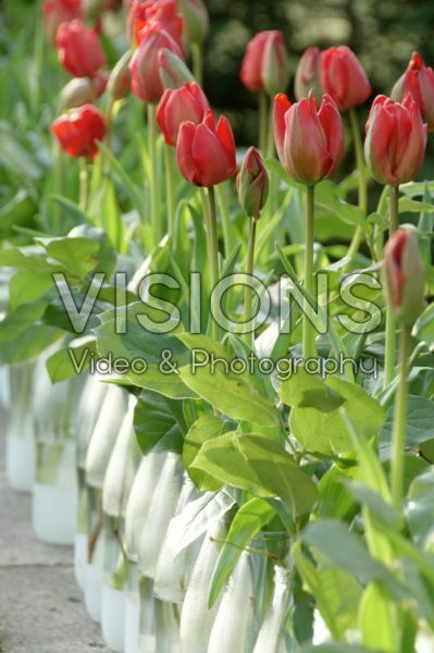 Tulips in glass bottles