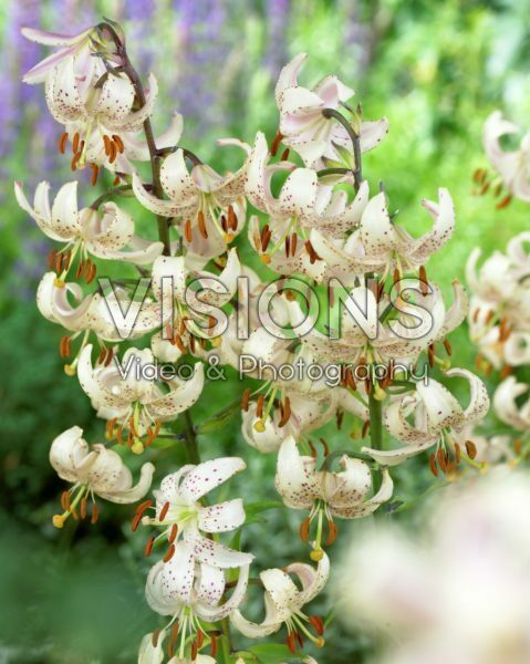 Lilium martagon albiflorum