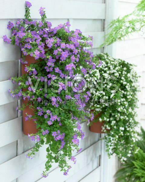 Bacopa in hanging pot