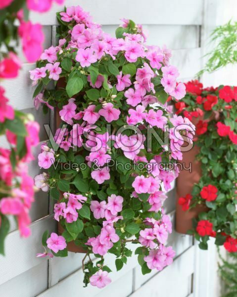 Impatiens in hanging pot Impatiens in hanging pot
