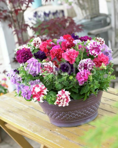 Petunia Duo Mix