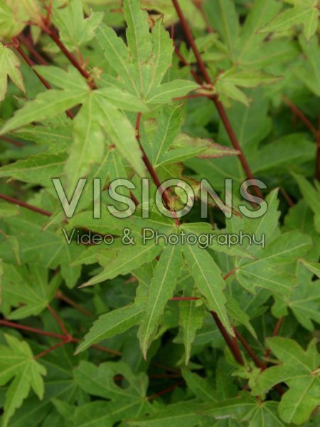 Acer palmatum Berry Broom