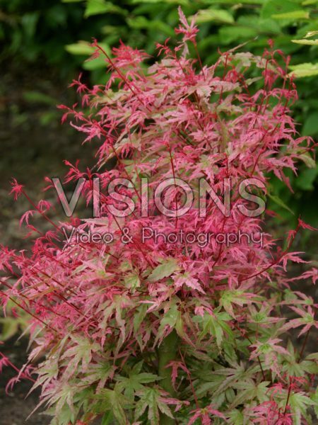 Acer palmatum Hino-tori-nishiki Acer palmatum Hino-tori-nishiki