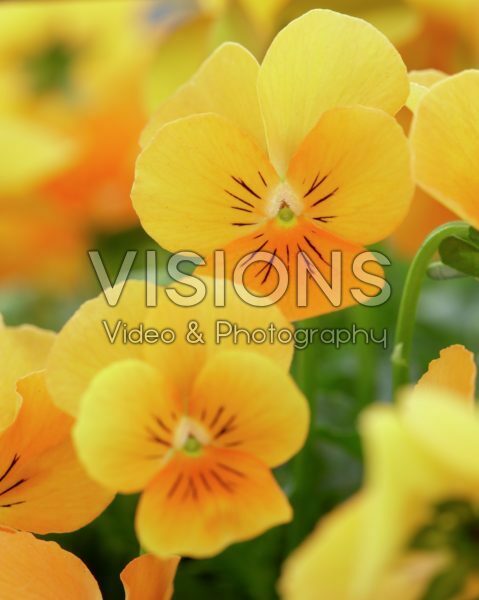 Viola cornuta Sorbet XP Orange